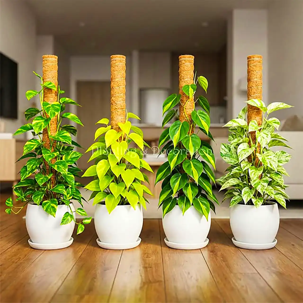استند طبقاتی گلدان مدرن